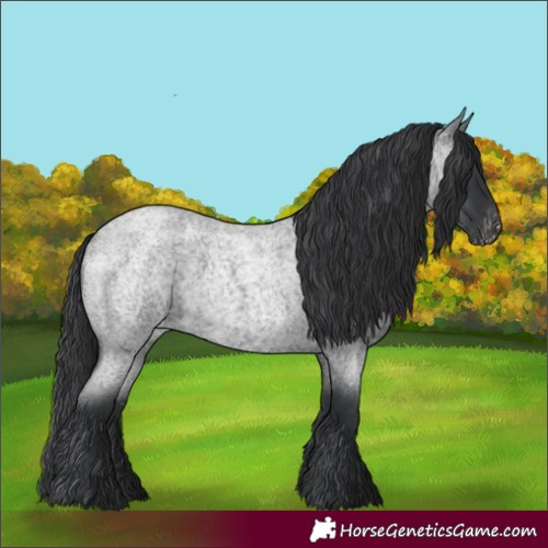 Horse Color:Blue Roan Appaloosa