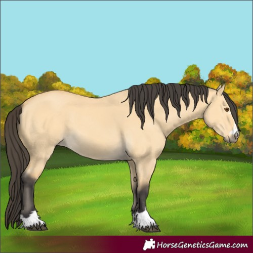 Horse Color:Buckskin Dun