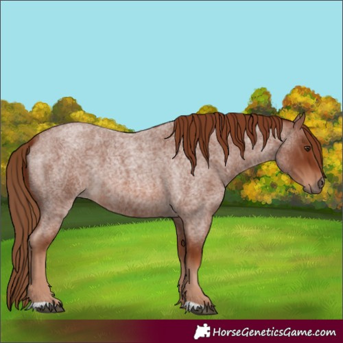 Horse Color:Red Roan