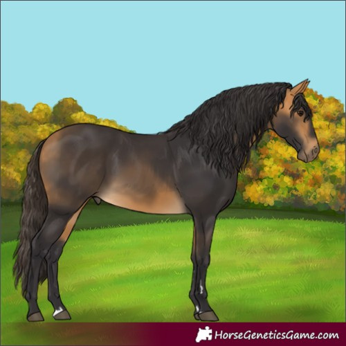 Horse Color:Buckskin 