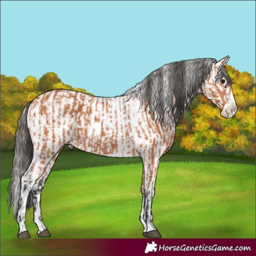 Horse Color:Bay Frame  and Bay Frame 