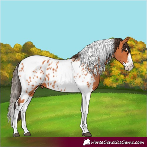 Horse Color:Bay Splash Tobiano Appaloosa  and Bay Splash Tobiano Appaloosa 