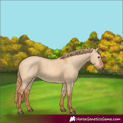 Horse Color:Red Dun