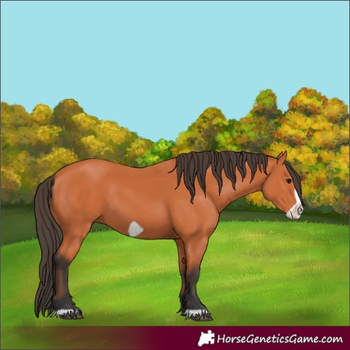 Horse Color:Bay Frame
