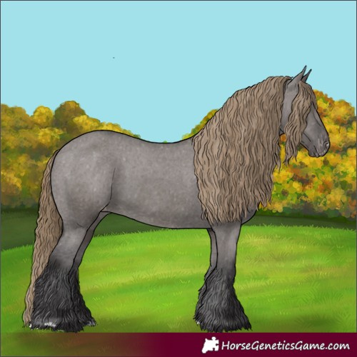 Horse Color:Smoky Grullo Appaloosa 