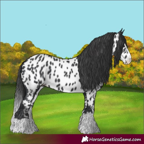 Horse Color:Black Splash Appaloosa 