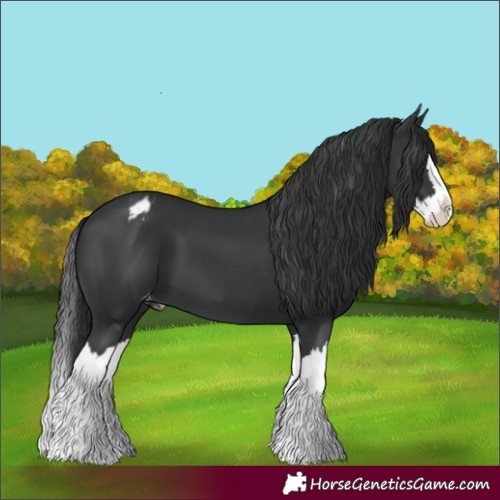 Horse Color:Black Splash Varnish
