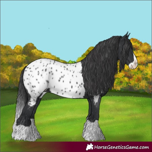 Horse Color:Black Splash Near Leopard 