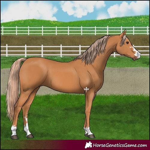 Horse Color:Chestnut 