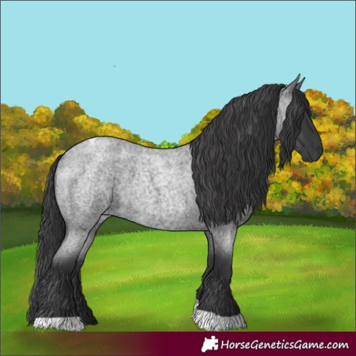Horse Color:Blue Roan Tobiano