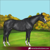 Horse Color:Black Appaloosa Rabicano