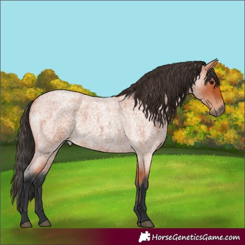 Horse Color:Bay Roan