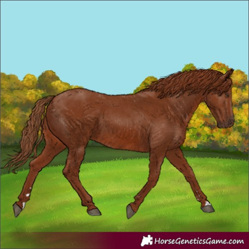Horse Color:Chestnut 