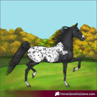 Horse Color:Black Near Leopard