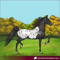 Horse Color:Black Appaloosa 