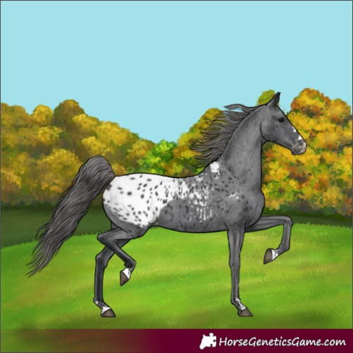 Horse Color:Black Blanket