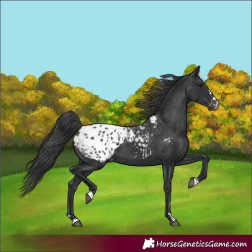 Horse Color:Black Appaloosa 