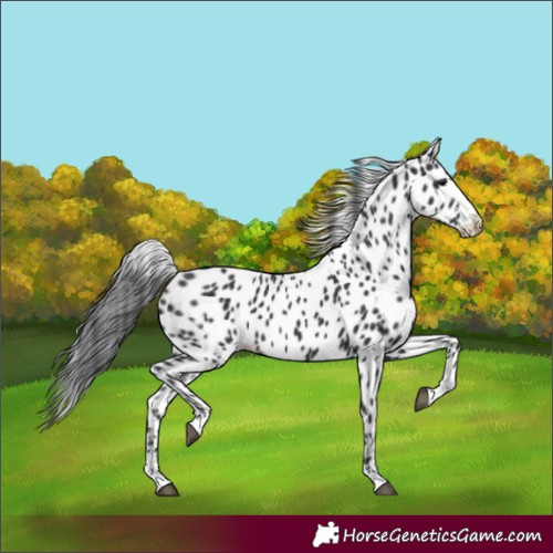 Horse Color:Black Appaloosa 