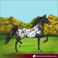 Horse Color:Black Near Leopard