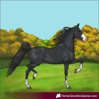 Horse Color:Black Appaloosa 
