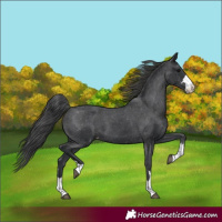 Horse Color:Black Appaloosa