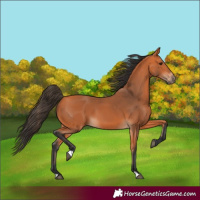 Horse Color:Bay 