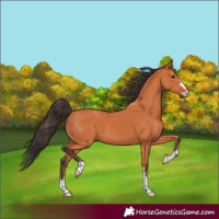 Horse Color:Bay 