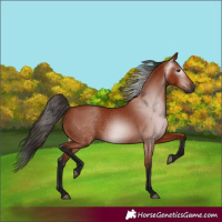 Horse Color:Gray Bay 