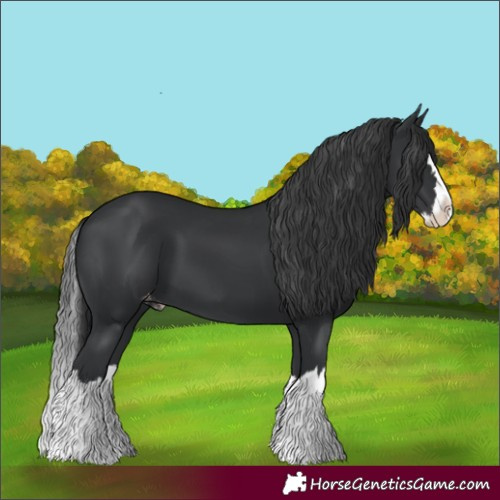 Horse Color:Black Splash Varnish 
