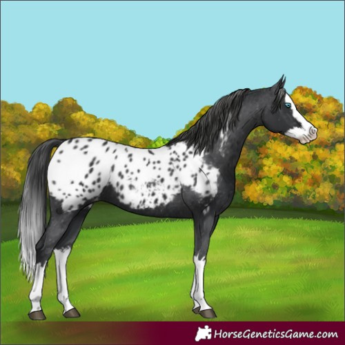Horse Color:Black Splash Appaloosa 