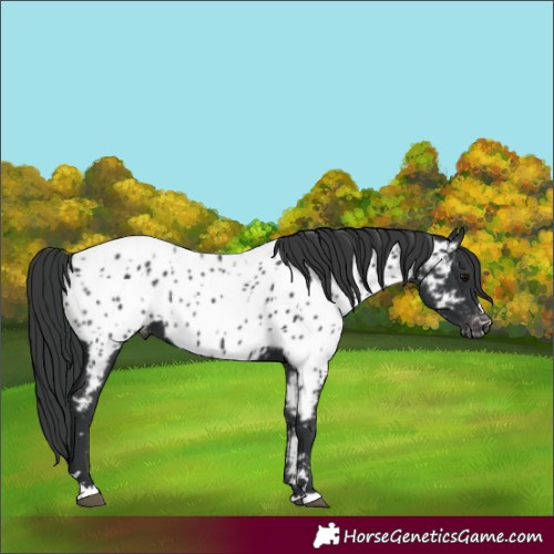 Horse Color:Black Appaloosa