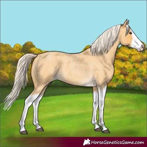 Horse Color:Palomino Roan Splash 