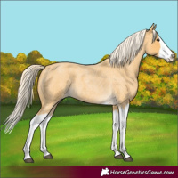 Horse Color:Palomino Roan Splash