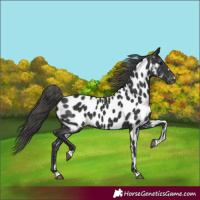 Horse Color:Black Appaloosa