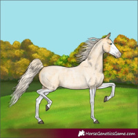 Horse Color:Palomino Roan Splash