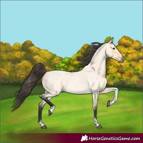 Horse Color:Buckskin Roan Dun Tobiano