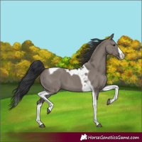 Horse Color:Grullo Splash Tobiano 