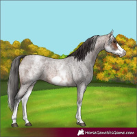 Horse Color:White Spotted Brown Roan Frame