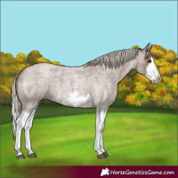 Horse Color:Silver Blue Roan Splash Frame 