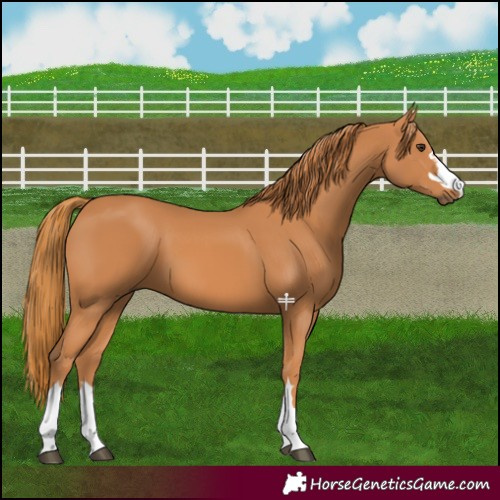 Horse Color:Chestnut 