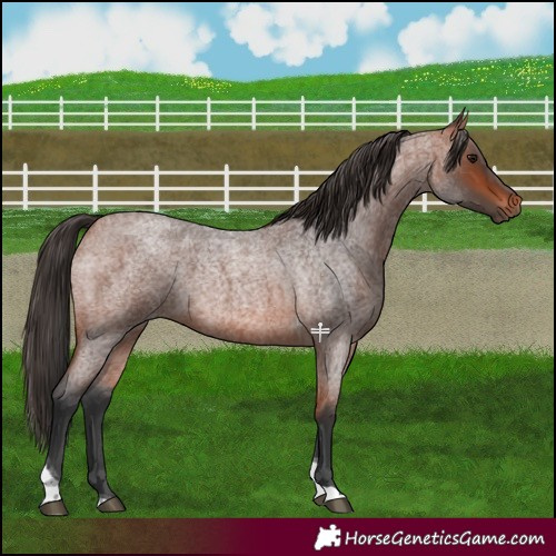 Horse Color:Bay Roan Tobiano 
