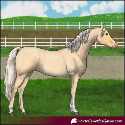 Horse Color:Palomino Roan Tobiano 