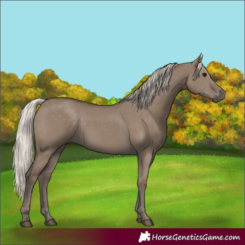Horse Color:Silver Grullo 