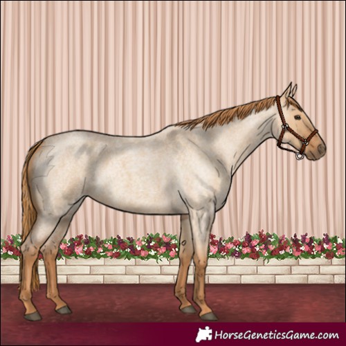 Horse Color:Red Dun Roan 