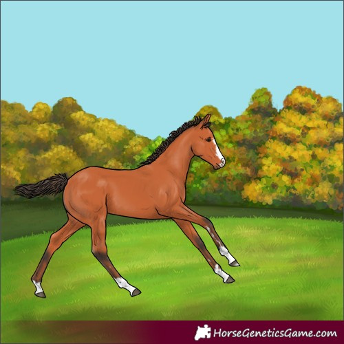 Horse Color:Bay 