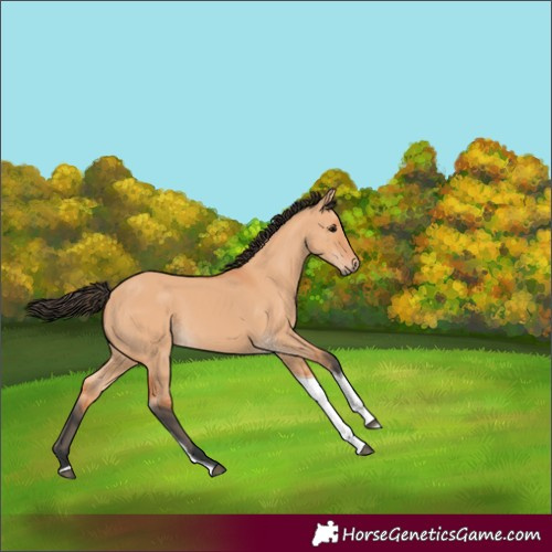 Horse Color:Bay Dun Tobiano 