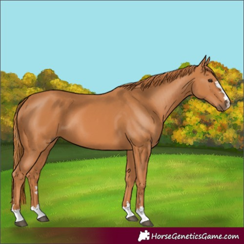 Horse Color:Chestnut 