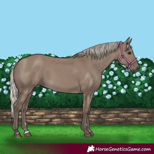 Horse Color:Silver Grullo 