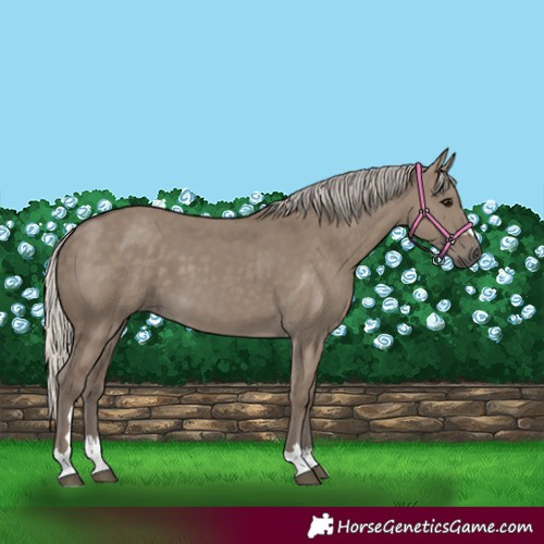 Horse Color:Silver Grullo 