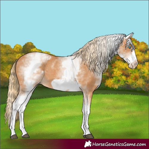 Horse Color:White Spotted Chestnut Frame Appaloosa 